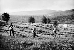 Slåttonn. Slåing med ljå