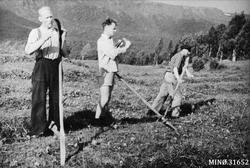 Slåttonn. Slåing med ljå