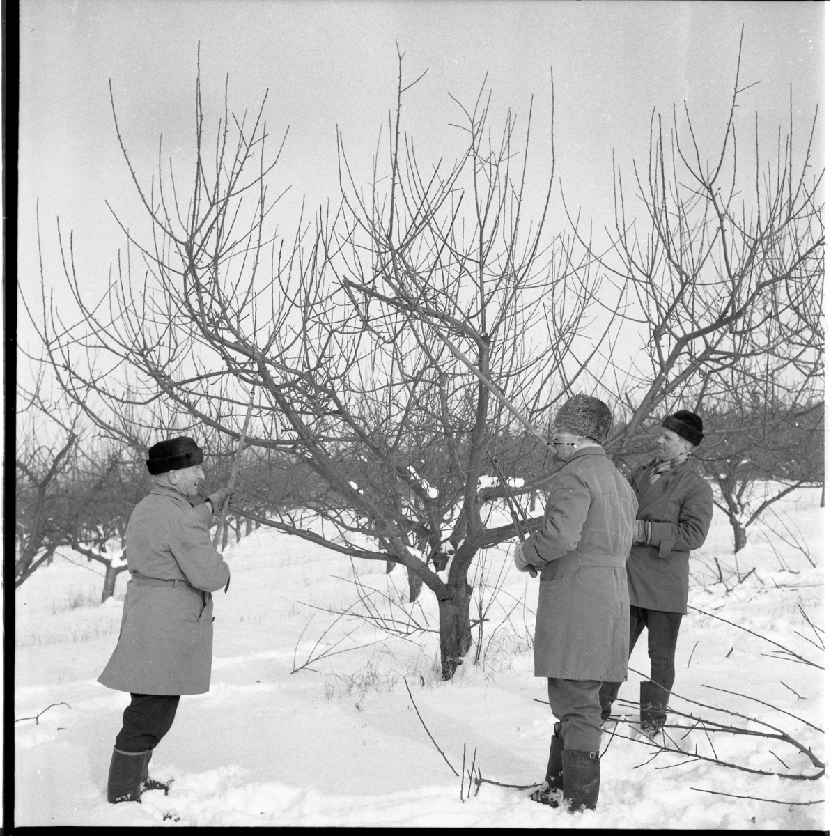 Vinter. Beskärning av fruktträd på Olssons fruktodling i Gränna, på vägen mot Röttle. Lennart Olsson i mitten.