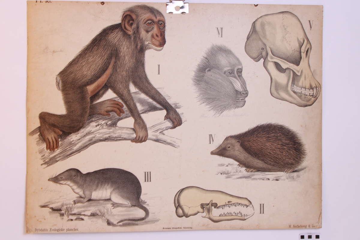 Detaljer av aper og piggsvin.