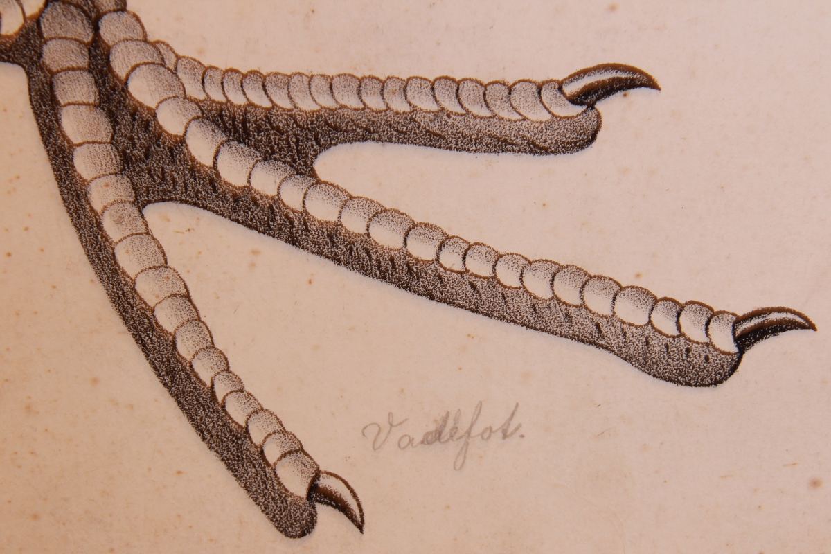 Detaljer av forskjellige fuglearter.