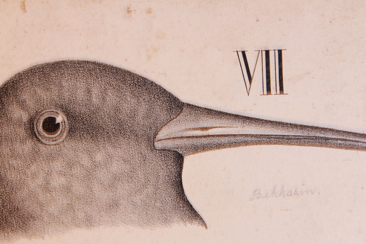 Detaljer av forskjellige fuglearter.