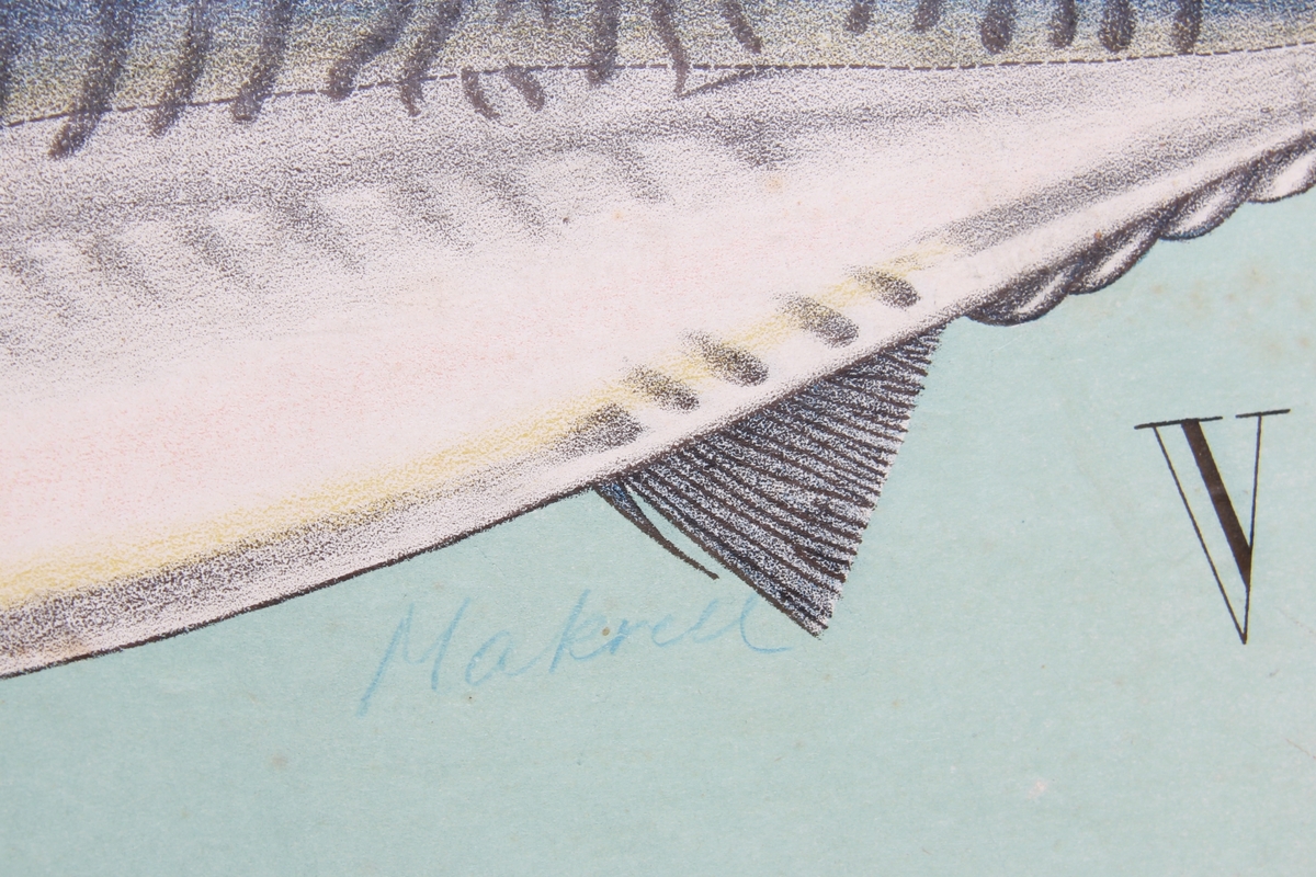 Detaljer av forskjellige fiskearter.