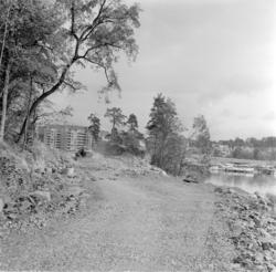 Strandpromenaden. Veiarbeider ved Sjølyst, Bygdøy. Juni 1959