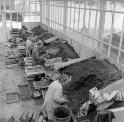 Sogn gartneri. Mars 1957