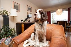 Engelsk springer spaniel Balder sitter i sin stol i stuen.