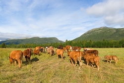 Storfe på beite i Brydalen, Tynset, Hedmark. Buskap. Husdyrb