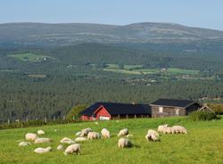 Sau på beite i Dalsbydgda, Os, Hedmark. Kulturlandskap. Saue