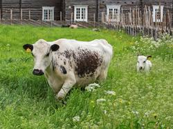 Fra "Fløttdagen" på Dølmotunet 2016, Tolga, Hedmark. Musea i