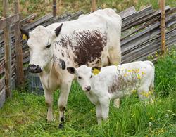 Fra "Fløttdagen" på Dølmotunet 2016, Tolga, Hedmark. Musea i