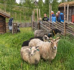 Fra "Fløttdagen" på Dølmotunet 2016, Tolga, Hedmark. Musea i