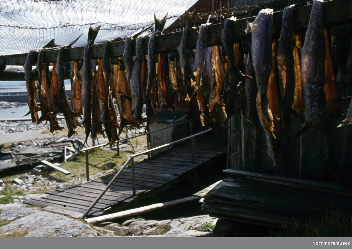 Foto fra fiskeværet Grip i Kristiansund kommune, hvor vi ser fisk hengende til tørk ved en av sjøbodene på fiskeværet. Fotograf er Kjell Haug og er den som står bak samlingen med fargefoto/dias fra Kristiansund og Grip. Bildene dateres til omkring 1950-1970. Fra Nordmøre museums fotosamlinger.