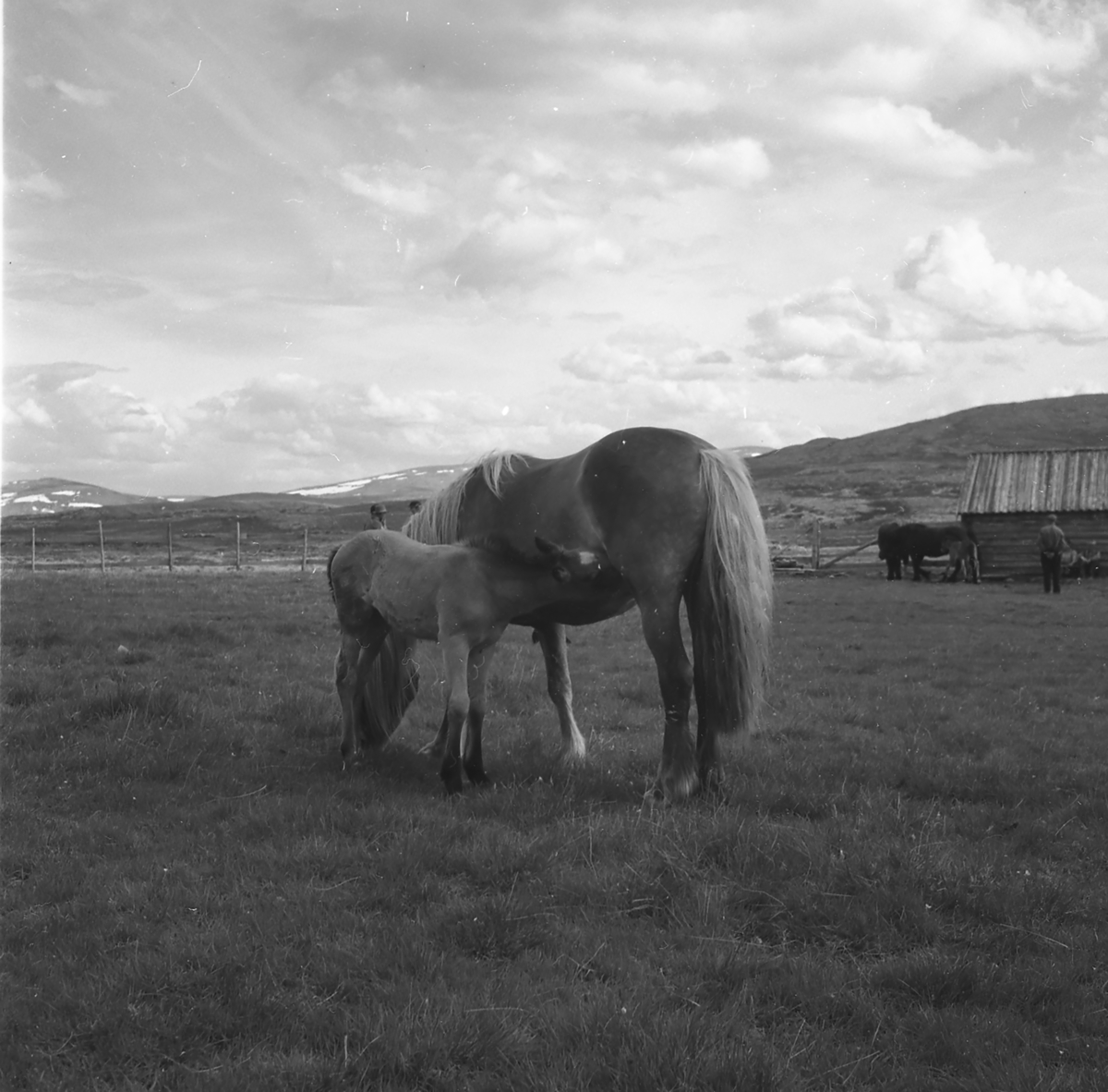 Fra hesteslepp på Bekkelegeret i Folldalsfjellene,Oppdal 1960