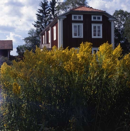 Det blommar fint på gården Sunnanåker, augusti 2001. Här med blommande gullris i förgrunden.