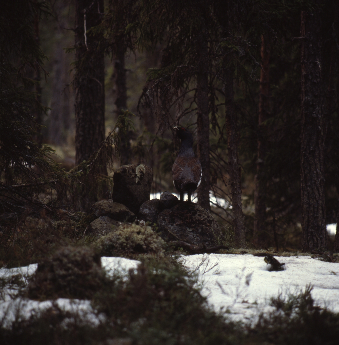 En tjädertupp på snöig mark i barrskog.