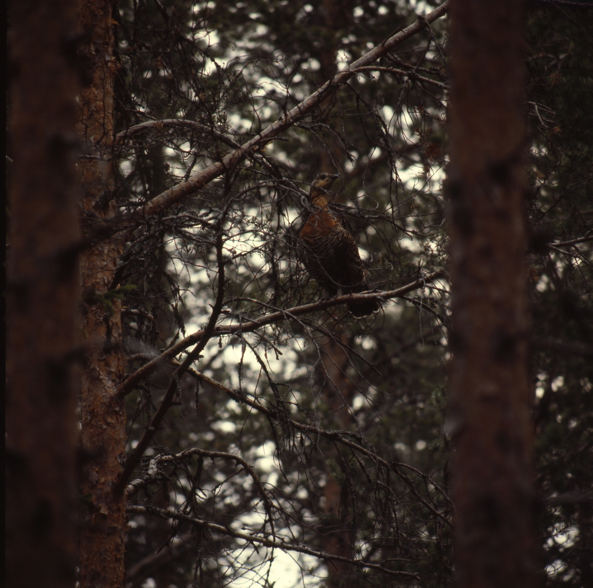 Tjäderhöna på en gren i tallskog.