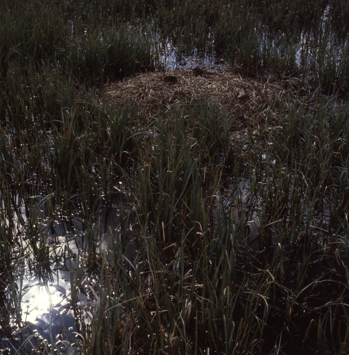 Ett fågelbo i ån bland gräs och vass, Glösbo april 1980.