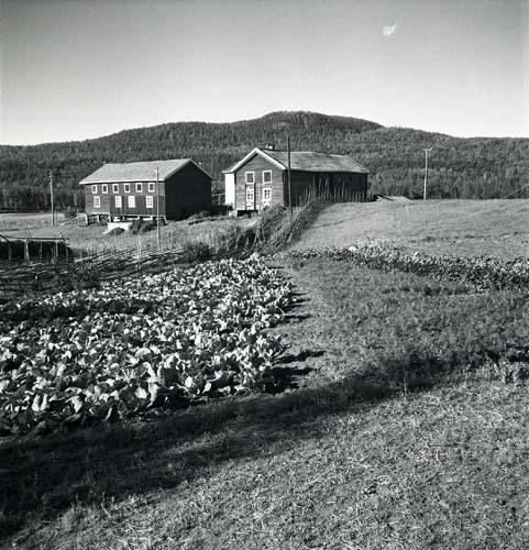 Kålland med lador i bakgrunden. Unga Odlare 1948 - 1949.