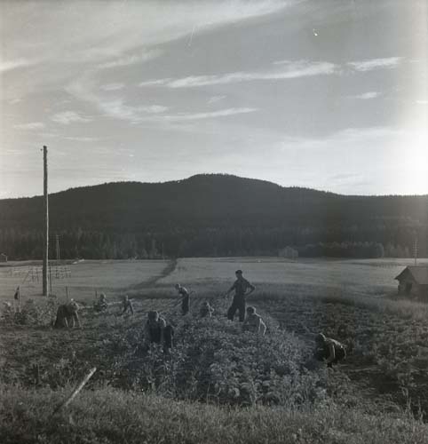 Unga Odlare, 1950. En grupp människor arbetar i grönsakslanden.