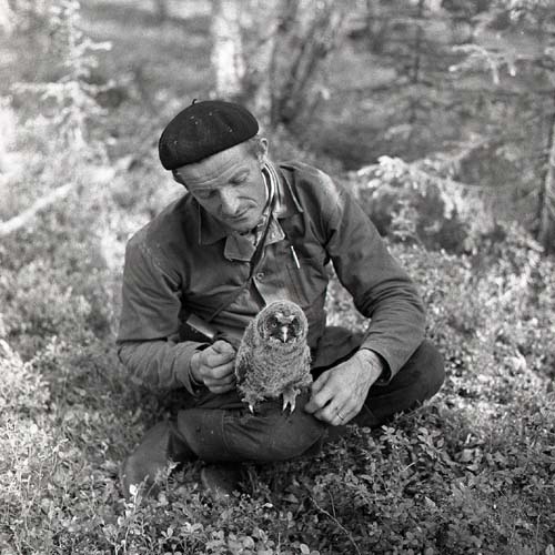 Lappuggla. Erik L. sitter på marken med en uggleunge på ena knät 1960.