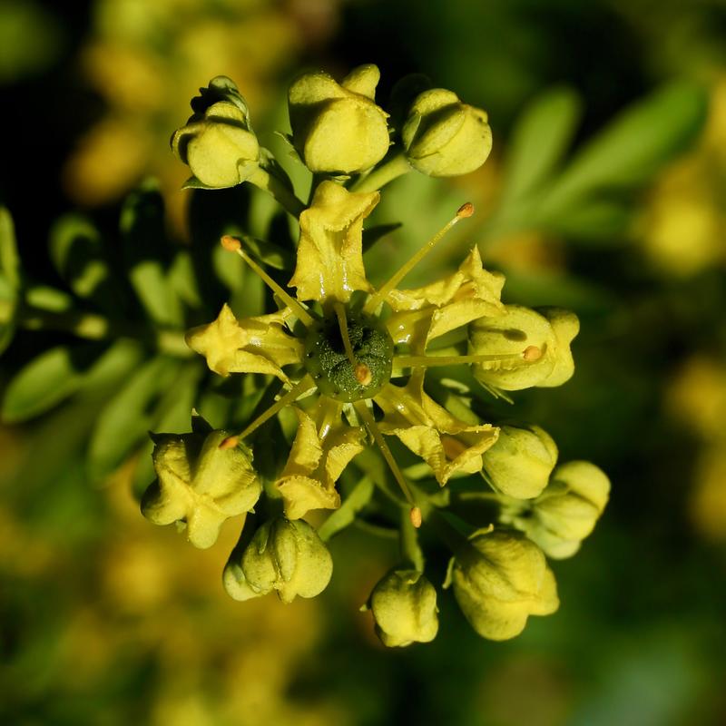 Vinrutens gule blomster vokser i kulerunde klaser.