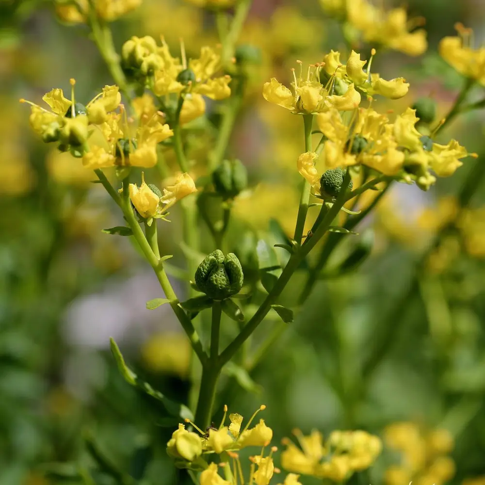 Vinrute har små, gule blomster som vokser i klaser.