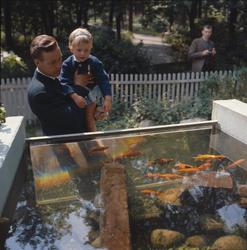 Barn och vuxna kring Lill-Skansens akvarium med guldfiskar.