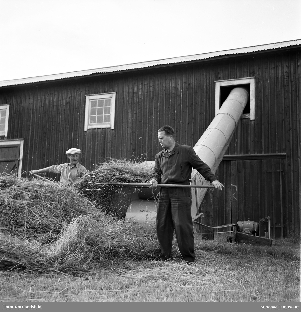 Två män laddar hö i en hökanon. Bilder från ett lågspänningsområde i Gnarp om elkraftens användning i jordbruket.