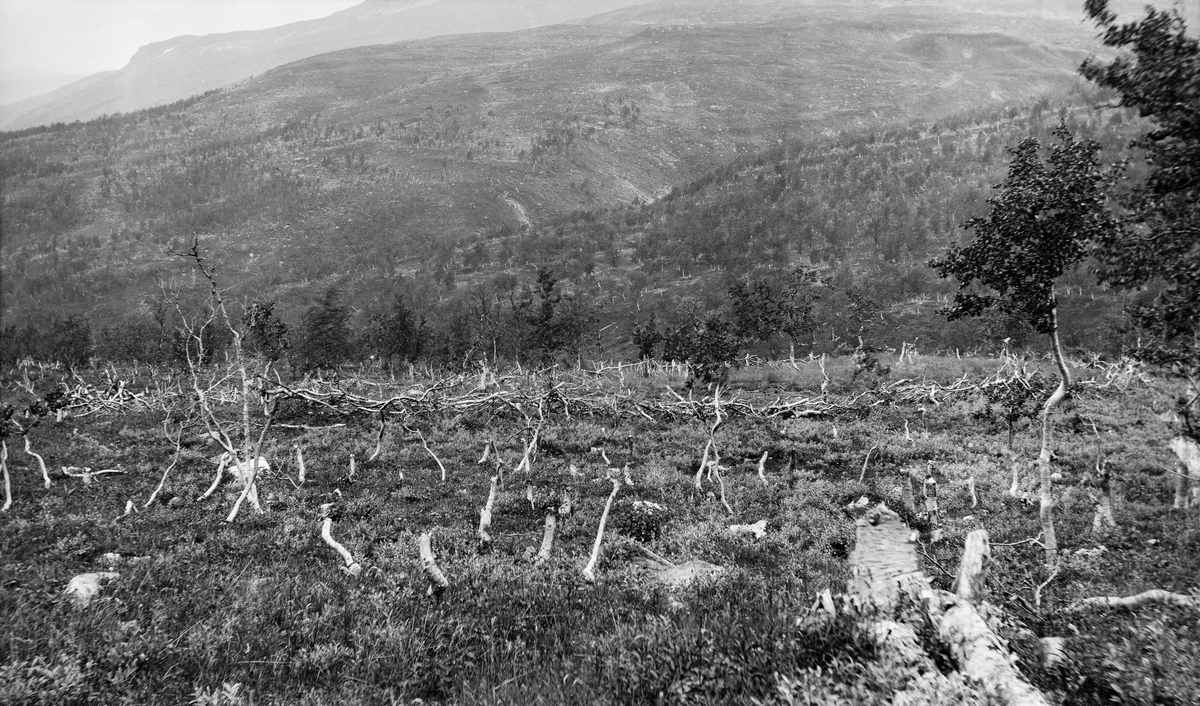 Samlingsgjerde for tamrein i den øvre delen av Dividalen i Målselv kommune i Troms.  Samlingsgjerdene ble lagd for å samle reinen om høsten, når innblandete dyr fra andre flokker med annet eierskap skulle skilles ut, og ellers i året når simlene skulle skilles ut for mjølking.  Tidlig på 1900-tallet, da dette fotografiet ble tatt, var skikken med å mjølke reinsdyrsimlene i ferd med å forsvinne, og etter den tid har samlingsgjerdene stort sett vært bygd med henblikk på å ha innhegninger som gjorde det overkommelig å skille dyr med ulike eiermerker.  Samlingsgjerdene hadde gjerne to rom, et stort for den flokken det skulle foretas utskilling fra, og et mindre for utskilte dyr.  Mellom de to rommene måtte det være en liten åpning, som lett kunne åpnes og lukkes mens skillingsarbeidet pågikk.  I tillegg var det gjerne et traktformet ledegjerde inn mot det største rommet.  Når samene bygde slike gjerder hogg de bjørketrær som i ukvistet tilstand ble stablet på hverandre i en til halvannen meters høyde.  Noen barket trærne før de ble lagt i slike gjerder, andre gjorde det ikke.  Barket bjørk holdt seg lenger under åpen himmel enn ubarket bjørkevirke.  Nedbrytingsprosessene gikk uansett nokså raskt.  Innhegninger av denne typen ble vanligvis brukt bare to-tre år, fordi dyra da hadde en tendens til å sky plassen og fordi opptråkket jord blandet med ekskrementer fra dyra gjorde innhegningene til sleipe og vanskelige arbeidsplasser for samene.  Ved bytte av samlingsgjerdeplass i samme område var det vanlig å gjenbruke de materialene som hadde holdt seg best.  Det trengtes likevel stadig mye fersk bjørk til slike konstruksjoner, og det vanlige var å flytte noe nærmere brukbar bjørkeskog enn det forestående gjerdet.  De forstkyndige anså slike gjerder for å være de mest virkeskrevende konstruksjonene i samenes byggetradisjoner.  De brukte også en del trevirke – fortrinnsvis rette furustammer – til bygging av telt, gammer, såkalte stabbur (stativer for oppheng av varer som reinsdyra helst ikke skulle spise for mye av), fjøsgammer og andre bygningskonstruksjoner.  Det var imidlertid tre til brensel, og særlig til gjerder, som la beslag på de største volumene fra de svenske reindriftssamenes hogster i bjørkeskogsbeltet mot fjellene i Troms.  I forgrunnen ser vi en del høye bjørkestubber etter avvirkning med store, tunge kniver. 

Dette fotografiet ble brukt som eksempel på hvordan reindriftssamisk aktivitet forårsaket avskoging i Ivar Rudens publikasjon «Fremstilling av en del av den skade som de svenske flytlapper og ren har voldt på skogen i Tromsø amt» fra 1911, se fanen «Andre opplysninger». 