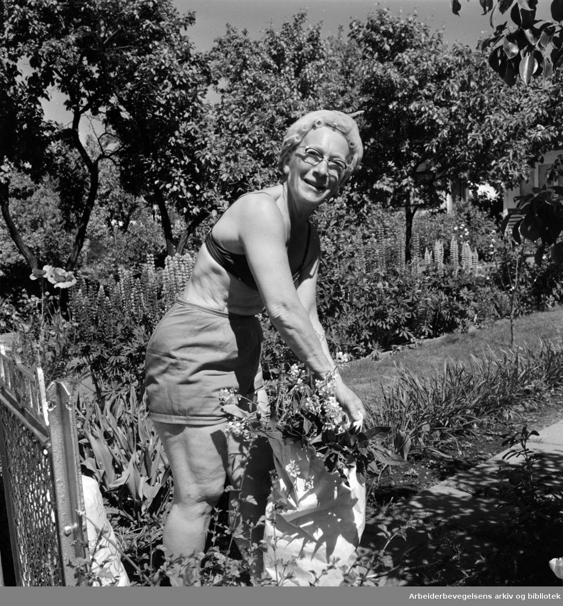 Etterstad Kolonihage feirer 60 års jubileum. Fru Hildur Gramstad har hatt parsell i kolonihagen i to år. Juni 1968.