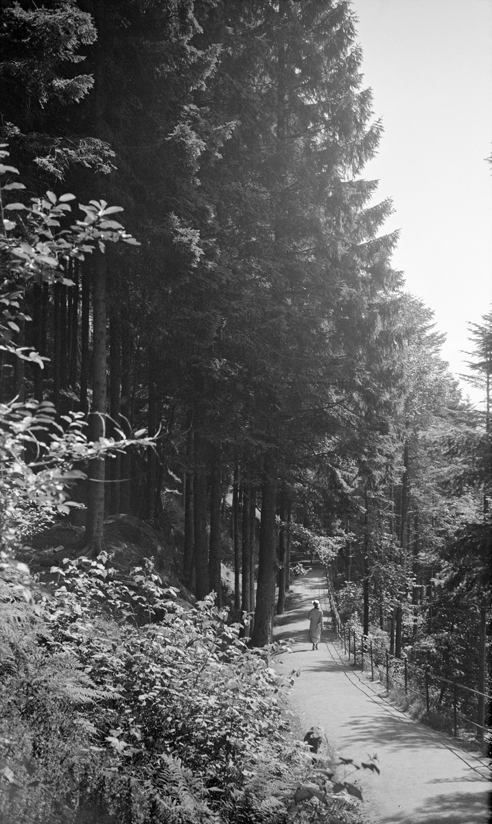 Gangveg i bratt lende med granskog.  Dette fotografiet ble tatt i 1935 i lia mellom Bergen sentrum og det bakenforliggende bortimot 400 meter høye fjellet Fløyen.  Vi ser ei dame på veg nedover en godt opparbeidet gangveg.  Særlig på oversida av vegen vokste det store grantrær.  Bergens Skov- og Træplantningsselskab begynte tilplanting av Fløyfjellet i 1877.  På dette tidspunktet var det bred enighet i Bergen om at de grå, snauhogde og erosjonsutsatte fjellsidene gav byen et ødslig og trist preg.  Plantingsarbeidet ble derfor utført med stor entusiasme, med støtte fra private og med skogingeniør Nicolai Endresen Krogh (1838-1907) som veileder.  Seinere - omkring år 2000 - kom bergenserne til at det var blitt for mye skog på byfjellene.  Den sperret utsikten for turgåerne.  Mange hadde dessuten en motvilje mot grana.  Dette treslaget fantes nemlig, før skogreisinga tok til, bare i et par små, isolerte forekomster på Vestlandet.  Mange betrakter derfor grana i disse områdene som en "innvandrer" som ikke "hører hjemme" i denne regionen.  Andre er begeistret over hvor godt grana vokser i vestlandsliene og over den karbondioksidbindende effekten granbestandene har.  Disse aktørene viser gjerne til den klimastabiliserende virkningen av skogens fotosyntese.