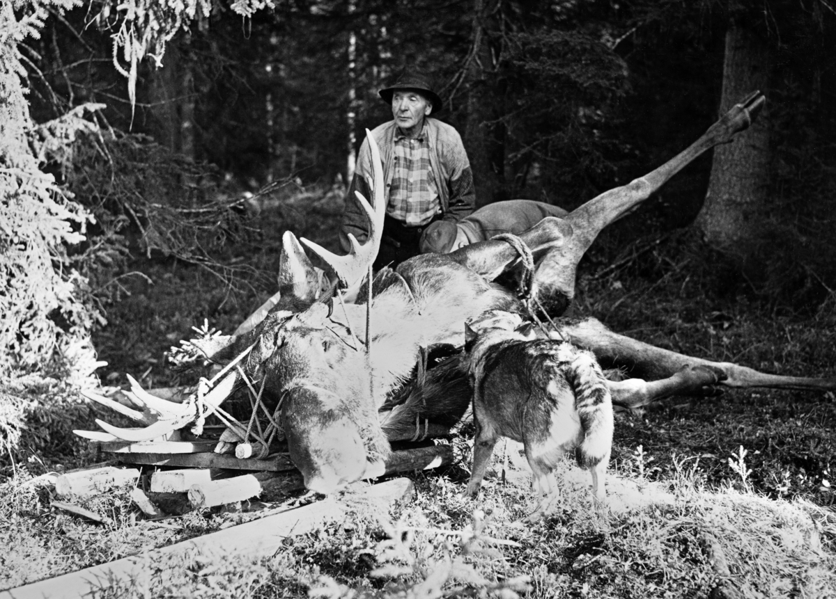 Storelvdølen Nils Bagroen gjør seg klar til å transportere en elgokse jegeren Knut Torp hadde skutt den 28. september 1964.  Bildet er tatt dagen etter.  Vi ser hvordan Bagroen og sambygdingen Andreas Eggen fra jaktlaget, som står bøyd foran kjørekaren, hadde bundet den digre elgoksen på en del rajer, som skulle trekkes til bilveg ved hjelp av en hest. Dyret hadde ei slaktevekt på 304 kilo.  Da fotografiet ble tatt sto en løs elghund med halen mot fotografen og snuste på elgens brystparti.  Fotografiet er tatt på det stedet der elgen falt, i utkanten av et forholdsvis tett granholt. Elgjakt. Storviltjakt. Elgjeger. Storviltjeger.