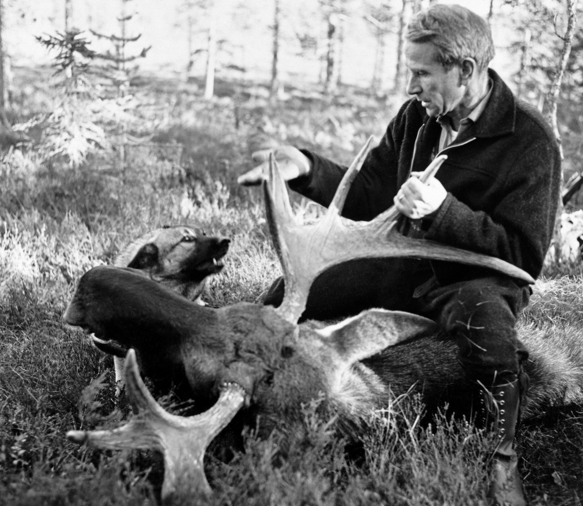 Elgjeger Knut Torp og jakthunden Pan med hodet av en elgokse jaktlaget døpte «Panserelgen», som ble skutt 7. oktober 1972.  Torp holder en av takkene på geviret i den ene handa, mens han snakker til hunden.  Bildet er tatt i et myrlandskap, der elghodet ligger i graset. Elgjakt. Storviltjakt. Jeger. Elgjeger. Storviltjeger.