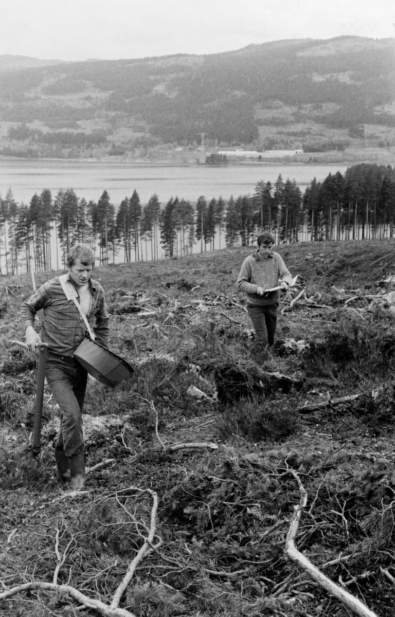 Planting av såkalte «paperpotplanter» - papirpotteplanter - ved hjelp av planterør i Hurdal i Akershus våren 1973.  Fotografiet er tatt på ei markberedt hogstflate med Hurdalssjøen i bakgrunnen.  Plantøren hette Aakre.  Han deltok i arbeidsstudier som det driftstekniske miljøet ved Norsk institutt for skogforskning utførte i 1970-åra, da det ble lansert flere nye skogplantetyper som innbød til litt ulike utplantingsteknikker.  Skogplanteproduksjon i japanske papirpotter ble en del norske forstmenn kjent med under den nordiske skogkongressen i Finland i 1970.  Finnene hadde eksperimentert med slike potter, i varierende diametere, smale for furu og noe videre for gran.  Pottene ble fylt med ei blanding av torv og gjødsel, og det var utviklet en maskin som kunne så skogfrø i pottene med stor effektivitet.  Plantene ble drevet fram i plastveksthus, der de nådde ønsket størrelse i løpet av én sesong.  I 1970 ble halvparten av skogplantene i Finland levert i slike papirpotter.  Norske fagfolk som hadde fått et innblikk i den fornyelsen av skogplanteproduksjonen som hadde skjedd i Finland ønsket å prøve det samme i Norge, noe dette fotografiet gjenspeiler.  Utstyret som ble brukt i forbindelse med utplantinga var også finsk.  Da dette fotografiet ble tatt gikk plantør Aakre oppover på den markberedte hogstflata, kledd i dongeribukser og rutete flanellskjorte, og med gummistøvler på beina.  Han bar ei plastbalje med papirpotteplanter på venstre hoftekam med støtte fra ei reim over høyre skulder.  I høyre hånd holdt han planterøret (finsk modell som ble kalt Pottiputki).  Noen få meter bak ham fulgte en kollega som bar på et skrivebrett.  Han gjorde tidsstudier og ergonomiske analyser knyttet til denne formen for skogplanting.