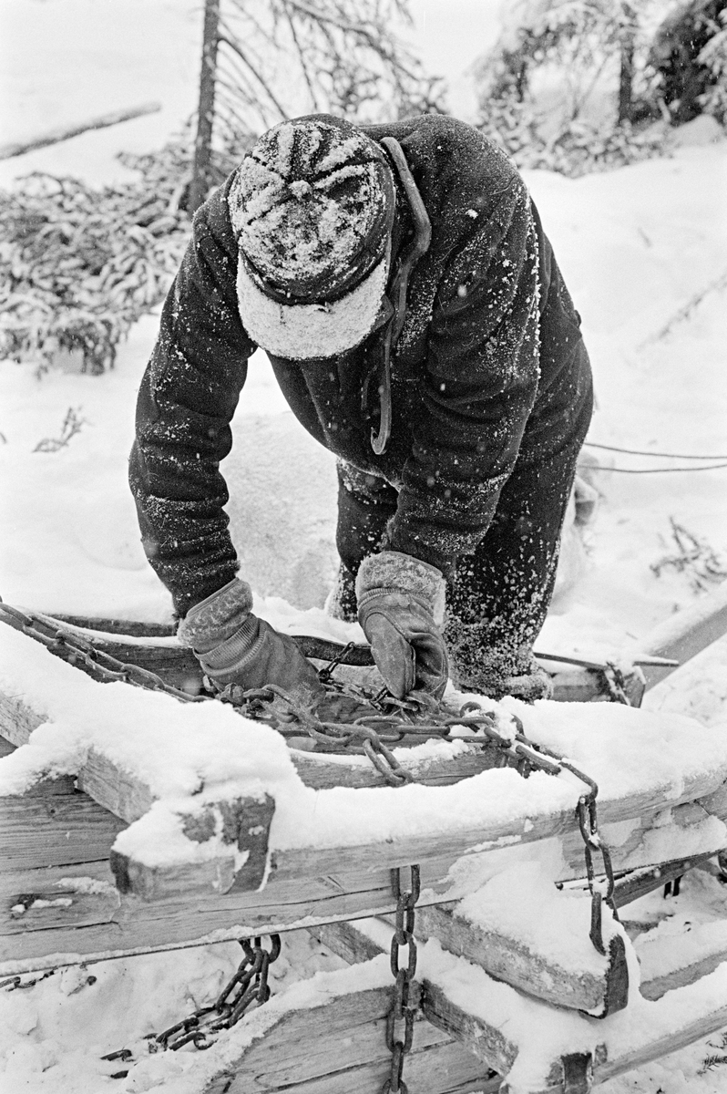 Tømmerkjøring i Nordre Osen i Åmot kommune i Hedmark i februar 1980.  Fotografiet viser tømmerkjøreren Ole Rismyr (1931-1984) fra Slettås i Trysil, som sto bøyd over sleden.  Dette var en «rustning» - en todelt sledetype – som her var klargjort for «tomkjøring».  Baksleden («geita») lå fastspent oppå framsleden («bukken») med kjettingtrossene fra sledebankene som bindsel.  Ole Rismyr var kledd i jakke og bukse av mørk vadmel.  På hodt hadde han ei skyggelue, og på hendene hadde han skinnvotter.  Over skuldra bar kjørekaren ei tømmersaks som skulle brukes under lessing. Fotografiet er tatt i forbindelse med opptakene til fjernsynsfilmen «Fra tømmerskog og ljorekoie», som ble vist på NRK 1. mai 1981.  Ettersom poenget med denne filmen var å synliggjøre strevet i tømmerskogen i den førmekaniserte driftsfasen, viser den driftsprosedyrer og redskap som bare noen få veteraner fortsatt brukte på opptakstidspunktet.