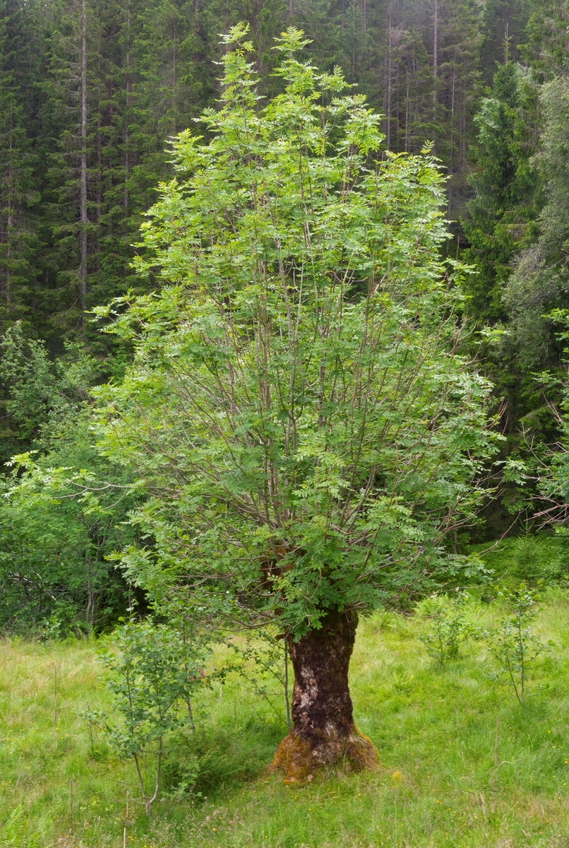 Styvet asketre i (Fraxinus excelsior) i Grautaberget, ovenfor garden ...