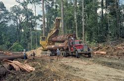 Tropisk skogbruk ved Davao på øya Mindanao på Filippinene i 