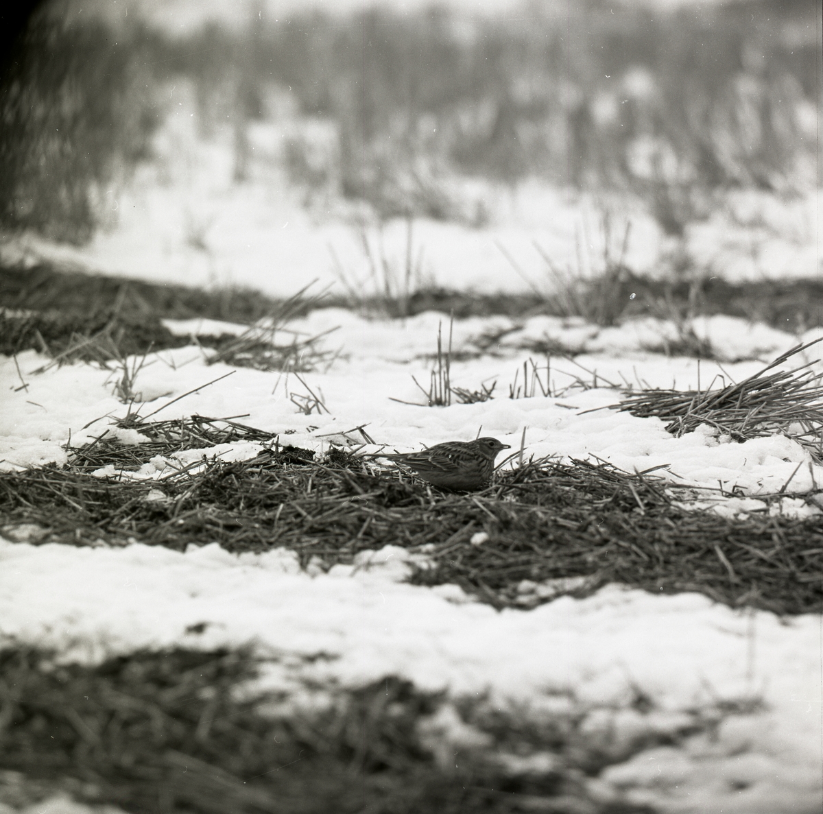 En sånglärka sitter på delvis snötäckt mark.