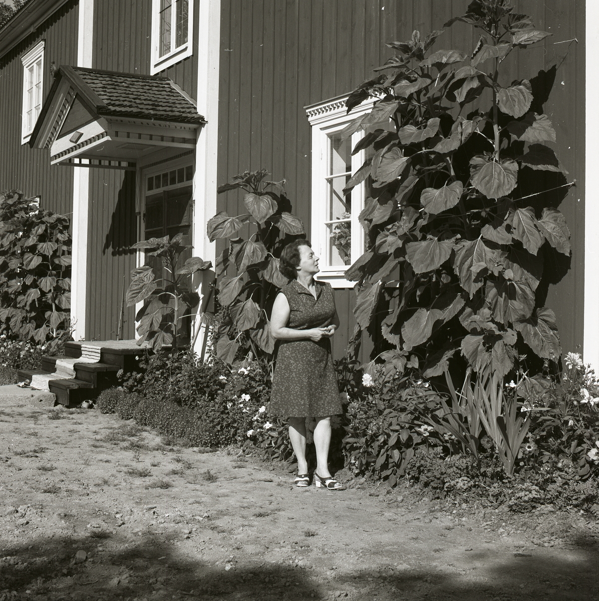 En kvinna tittar på växterna framför bostadshuset på gården Sunnanåker, 1970.