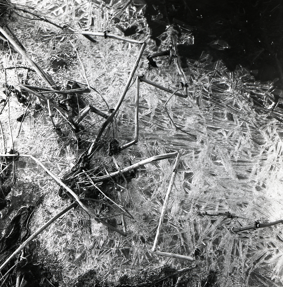 Is bildar mönster runt några grässtrån, 1 maj 1956.
