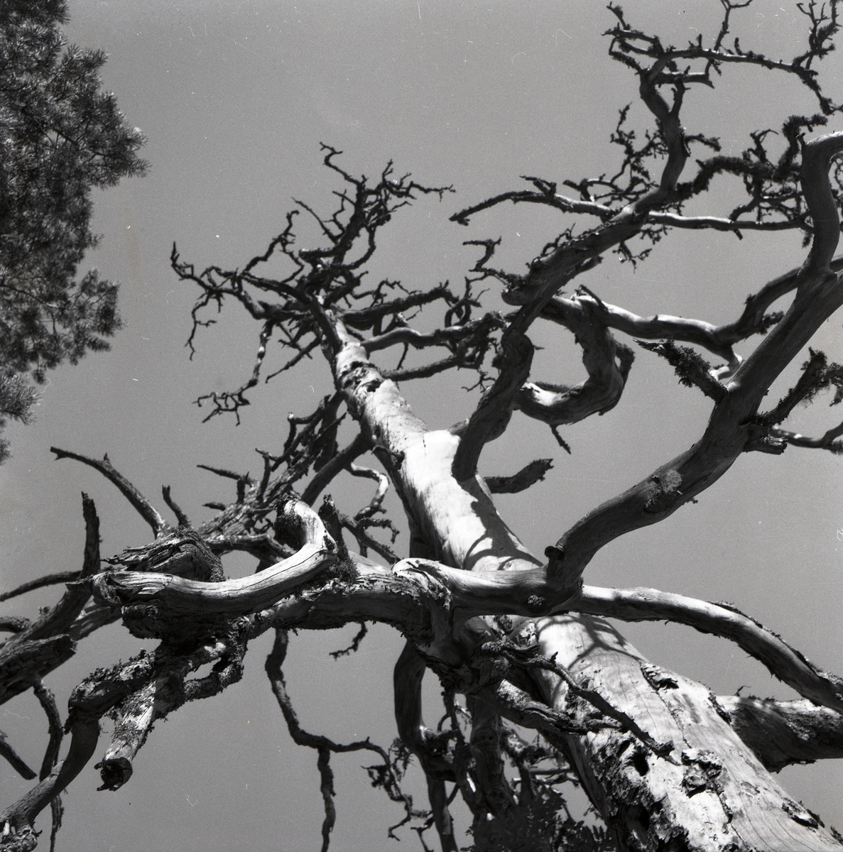 Ett dött träd, så kallad torrake, vid Höleklack den 1 september 1952.