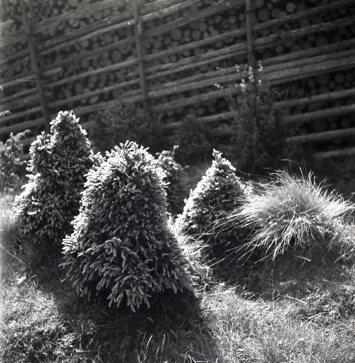 Granbuskar intill en gärdesgård,  juni 1947.