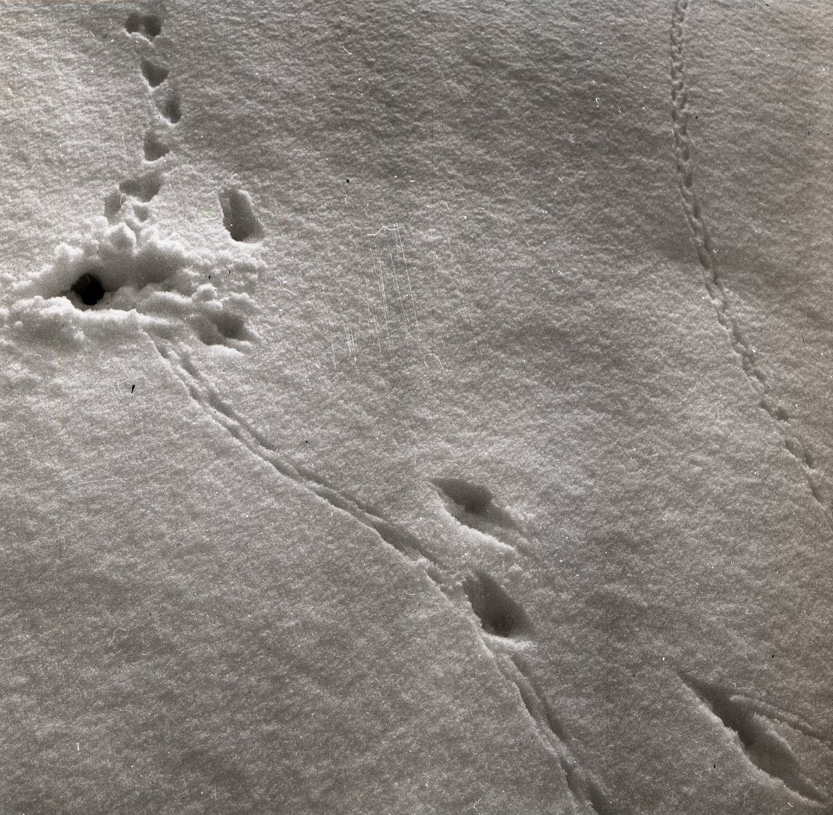 Spår efter hermelin och råtta i snön vid Utegården, 1 februari 1955.