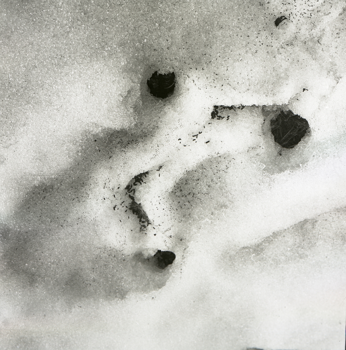 Några sorkbon i snön, 1966.