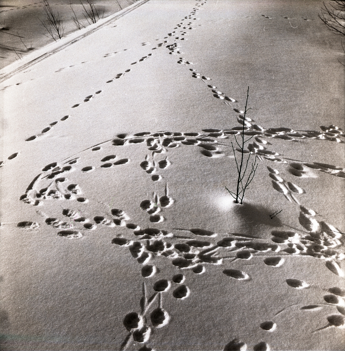 Djurspår med olika inriktningar i snön, 1972.