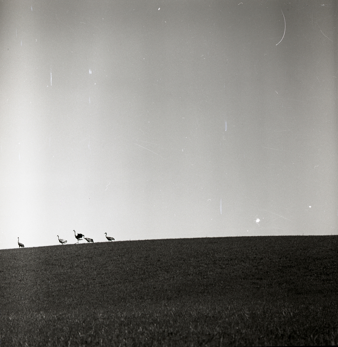 Fem tranor springer över ett fält vid gården Broddens i Rengsjö, 26 maj 1961.