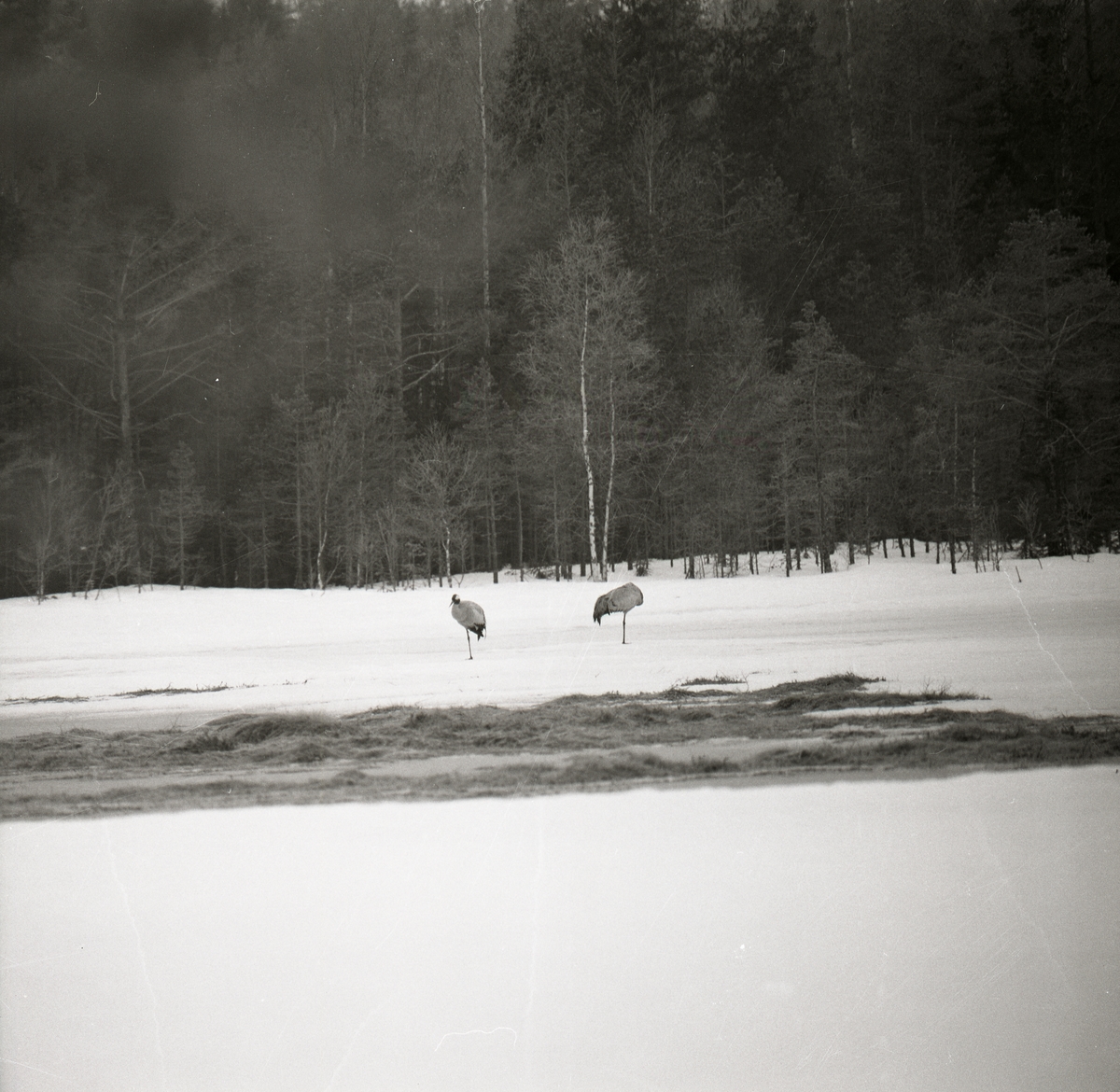 Framför ett skogsbryn står två tranor på snöbelagd mark vid Degeln, 19 april 1978. Tranorna vilar genom att stå på ett ben.
