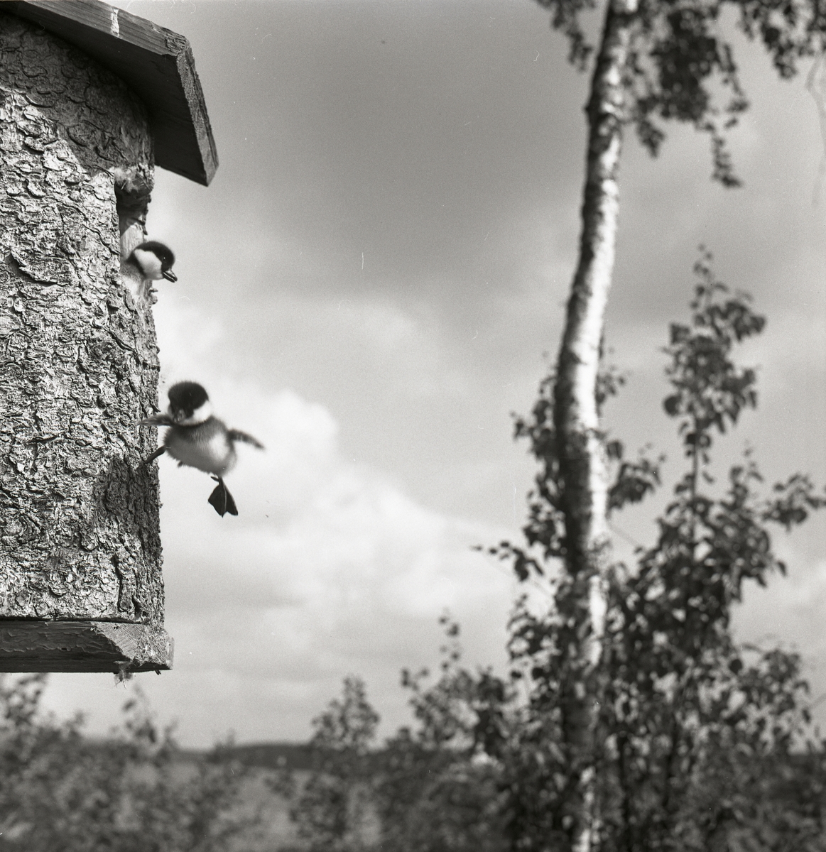 En knipunge hoppar från en fågelholk mot marken. Kvar i holkens öppning sitter ytterligare en fågelunge, 3 juli 1966.