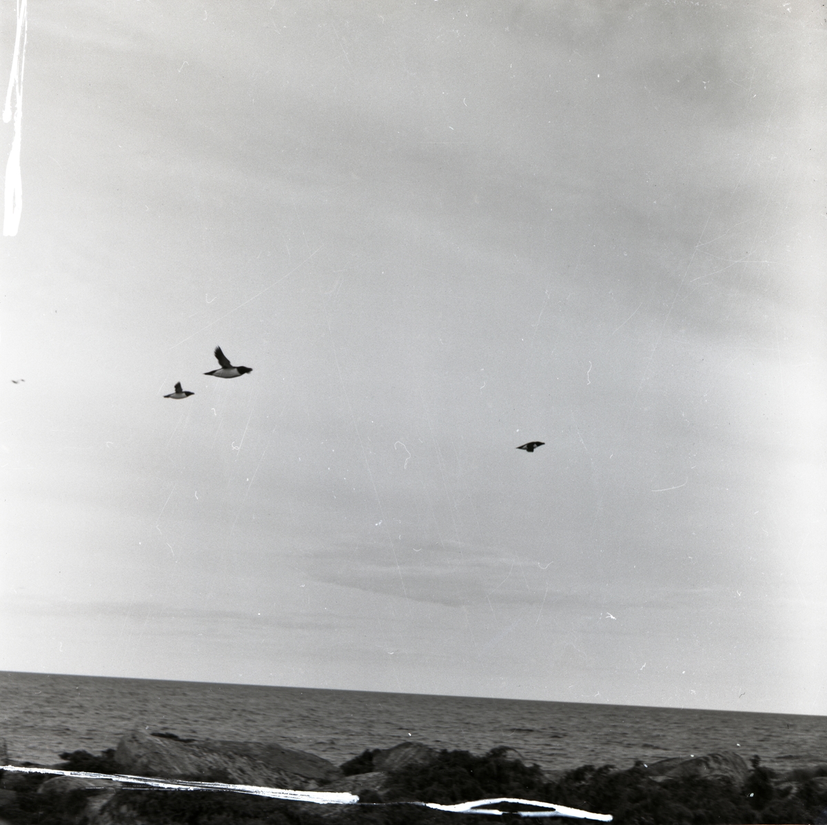 Tre tordmular flyger över Granön, augusti 1953.