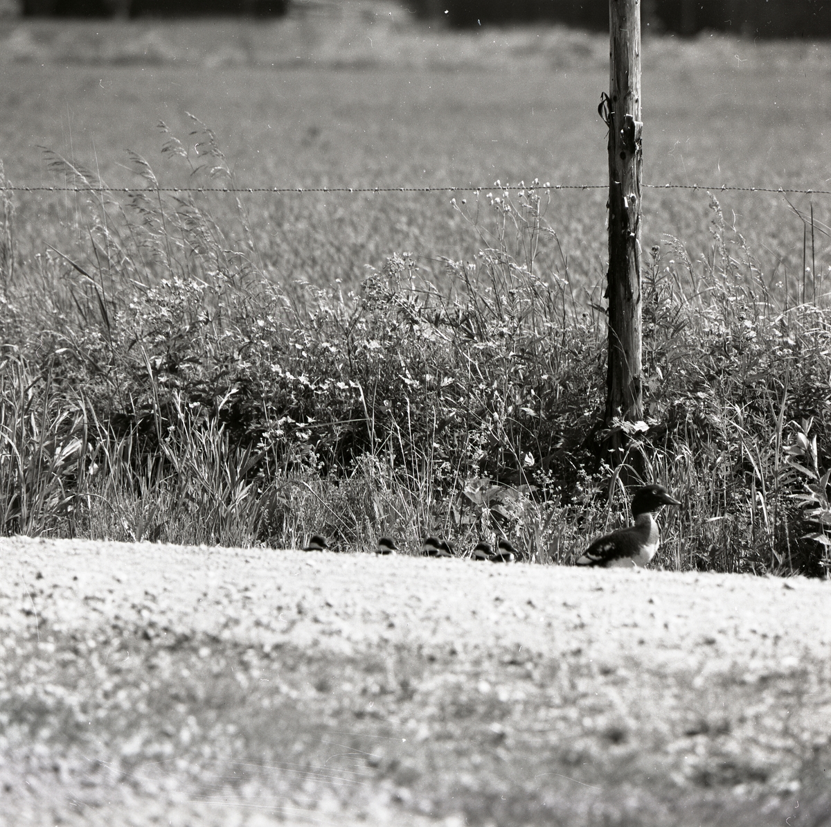 En knipa går med sina ungar vid sidan av en grusväg och i bakgrunden syns en inhägnad, juni 1975.